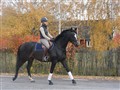 DSC00737.JPG