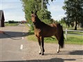 DSC01568.JPG