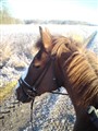 Polly och herman 033.jpg